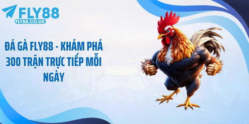 Đá Gà Fly88 - Khám Phá 300 Trận Trực Tiếp Mỗi Ngày