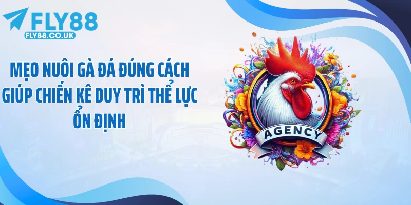 Mẹo nuôi gà đá đúng cách giúp chiến kê duy trì thể lực ổn định