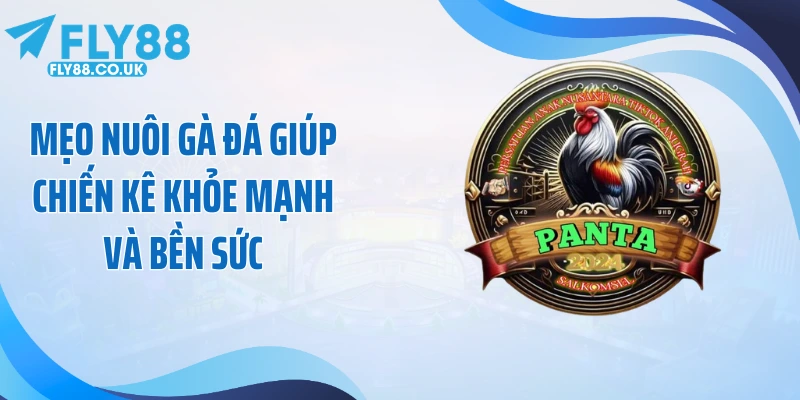 Mẹo Nuôi Gà Đá Giúp Chiến Kê Khỏe Mạnh Và Bền Sức
